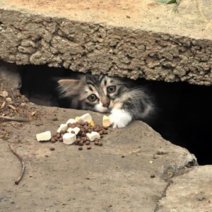 Rescue plan for stray cat
